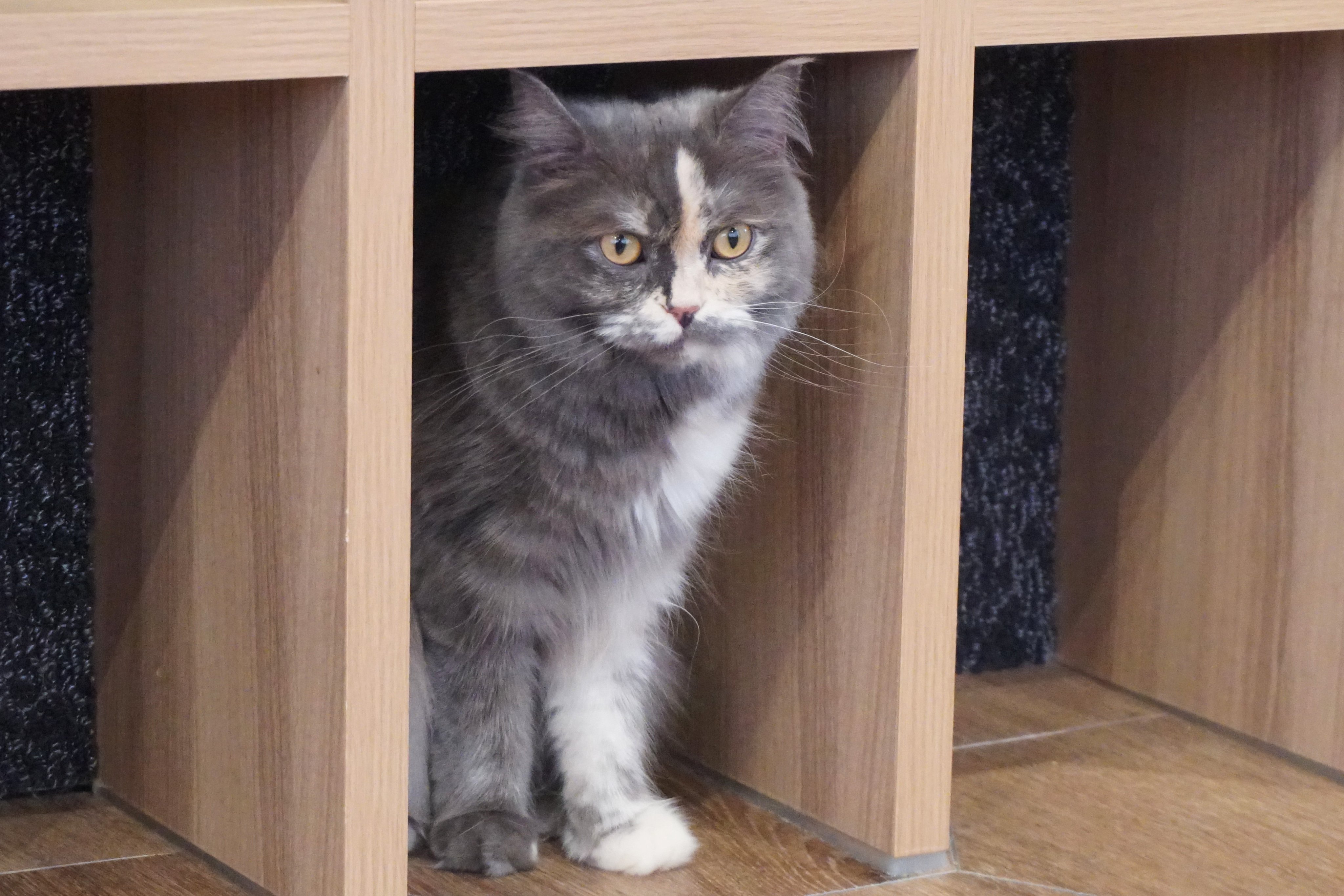 ぎねこ丸 f10022914-001.jpg