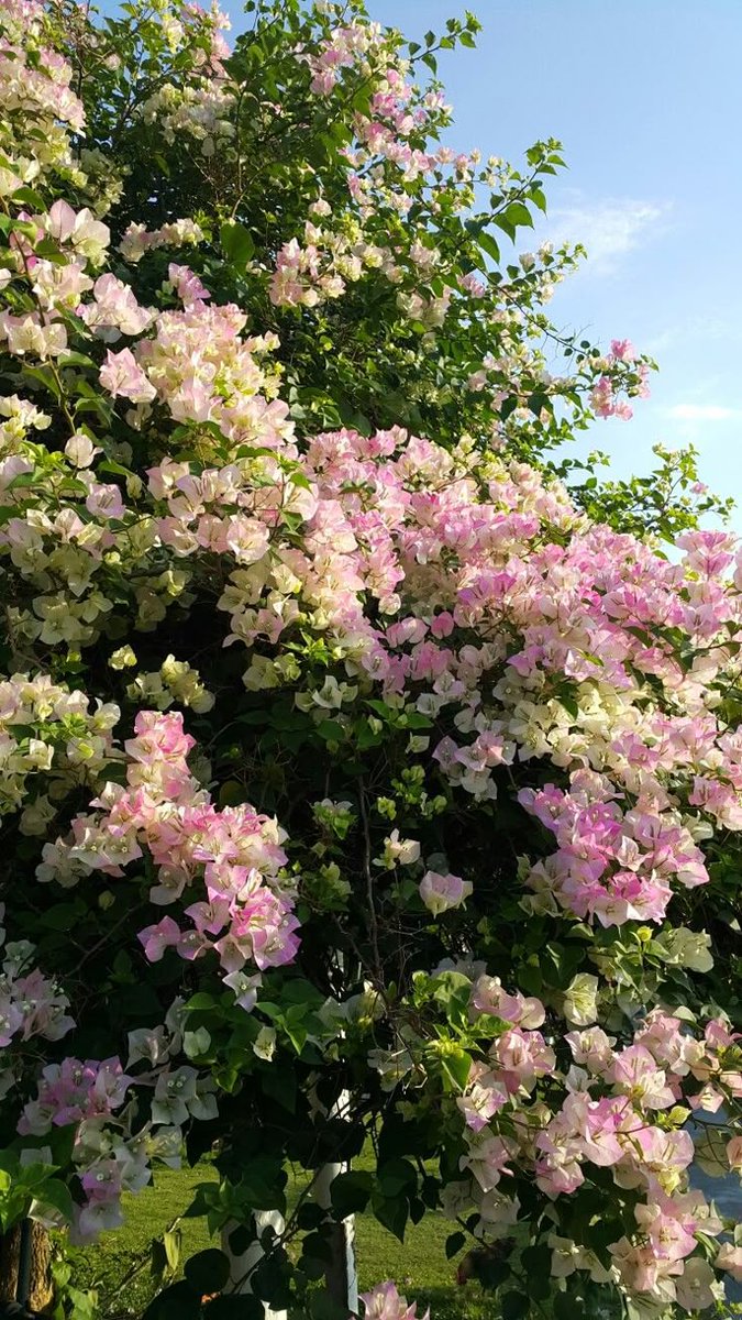 do y'all have a favorite flower?
i personally love Lilacs.
Bougainvillea is also one my favourites