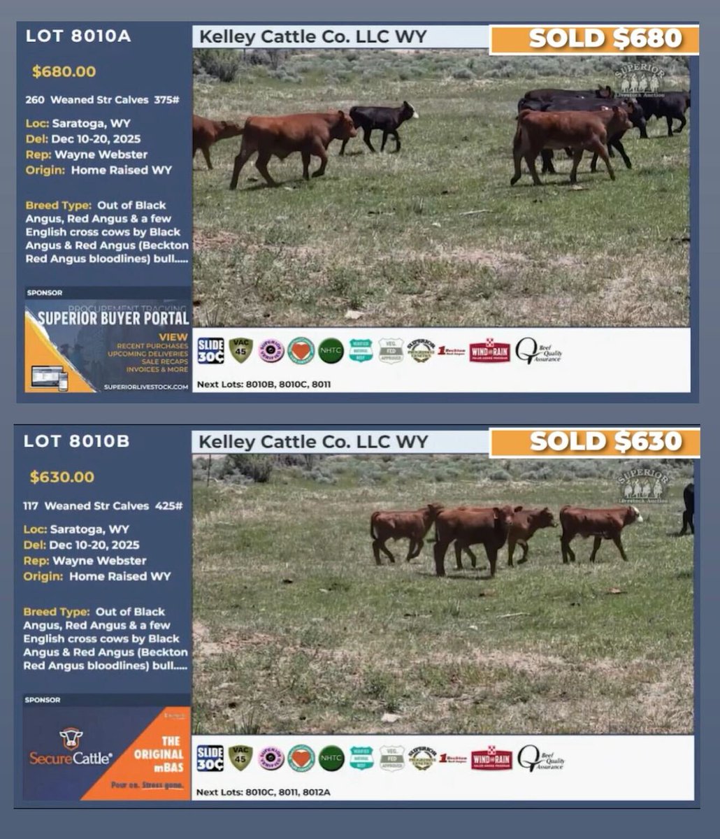 Market toppers from day 2 of Superior’s Big Horn Classic!

This record-setting market keeps delivering big results:
260 Weaned Steer Calves 375# → $680
117 Weaned Steer Calves 425# → $630
100 Steer Calves 575# → $509
330 Feeder Steers 910# → $373

High prices. Big paydays.