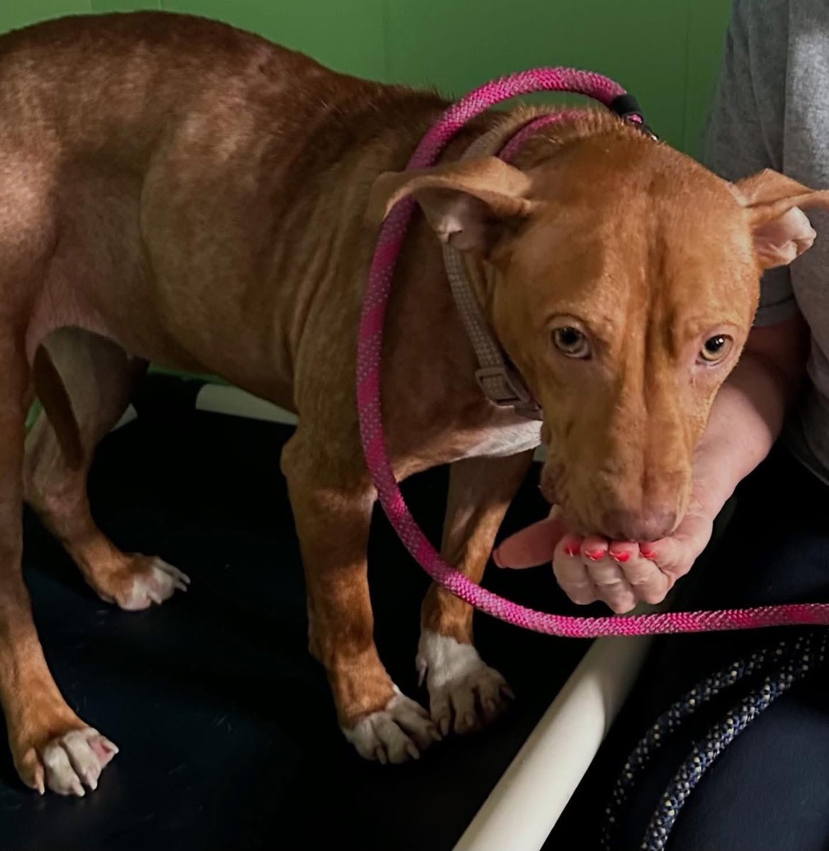 Rescue Ridge (@rescueridge) on Twitter photo Talk about a glow up! Kara🔥
She lived in deplorable conditions outside her whole life
- now a Jersey shore hottie!
Thank you <a href="/njboxerrescue/">NJ Boxer Rescue</a> for helping us save her!
Kara is ready for adoption - get your application in @RescueRidge - this stunner is sure to have many suitors! Talk about a glow up! Kara🔥
She lived in deplorable conditions outside her whole life
- now a Jersey shore hottie!
Thank you <a href="/njboxerrescue/">NJ Boxer Rescue</a> for helping us save her!
Kara is ready for adoption - get your application in @RescueRidge - this stunner is sure to have many suitors!