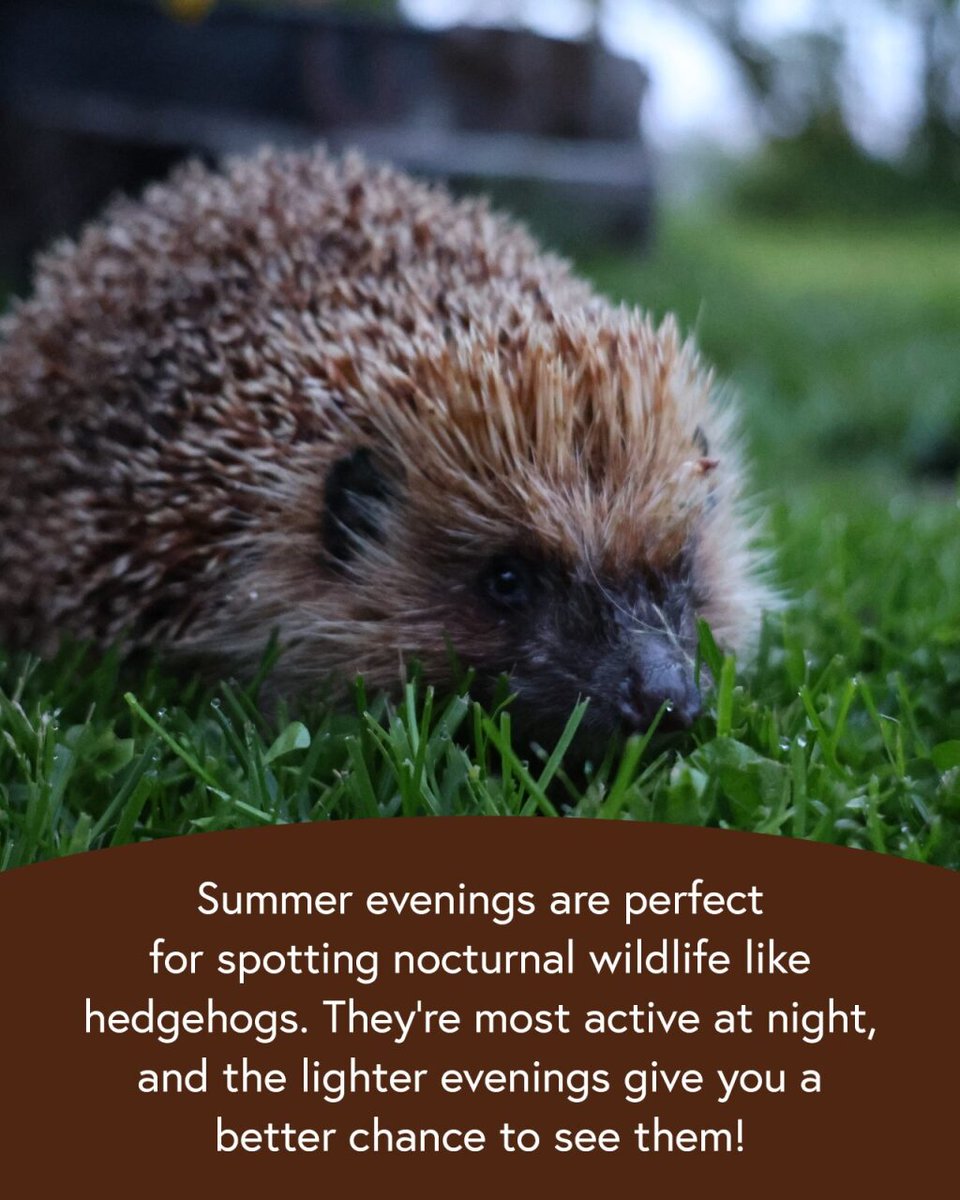 WildThings tweet media