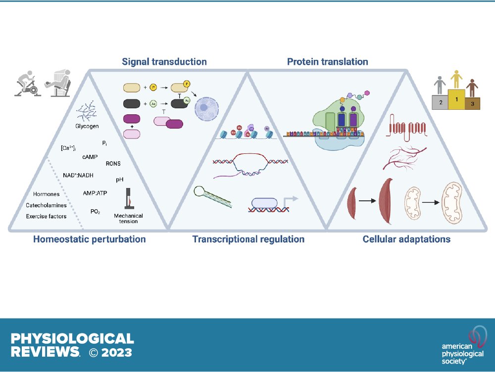 Physiological Reviews (@physiolrev) on Twitter photo Top Cited Article from <a href="/physiolrev/">Physiological Reviews</a>, Molecular responses to acute exercise and their relevance for adaptations in skeletal muscle to exercise training
ow.ly/hzWq50Wufcp Top Cited Article from <a href="/physiolrev/">Physiological Reviews</a>, Molecular responses to acute exercise and their relevance for adaptations in skeletal muscle to exercise training
ow.ly/hzWq50Wufcp
