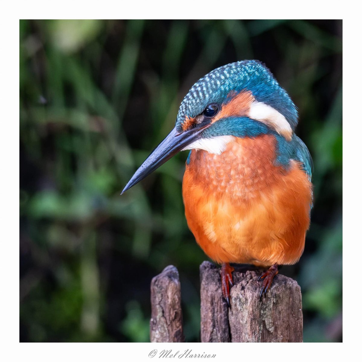 Majestic image by member Mel Harrison 👏🤩

f/8 - 1/140 sec - ISO 12800 - 600mm

Become a member and start learning photography properly, now with 20% off Yearly membership with our Summer Sale - Use code SUMMER25 at checkout ➡️ theschoolofphotography.com/courses/member… // Link in bio⁠