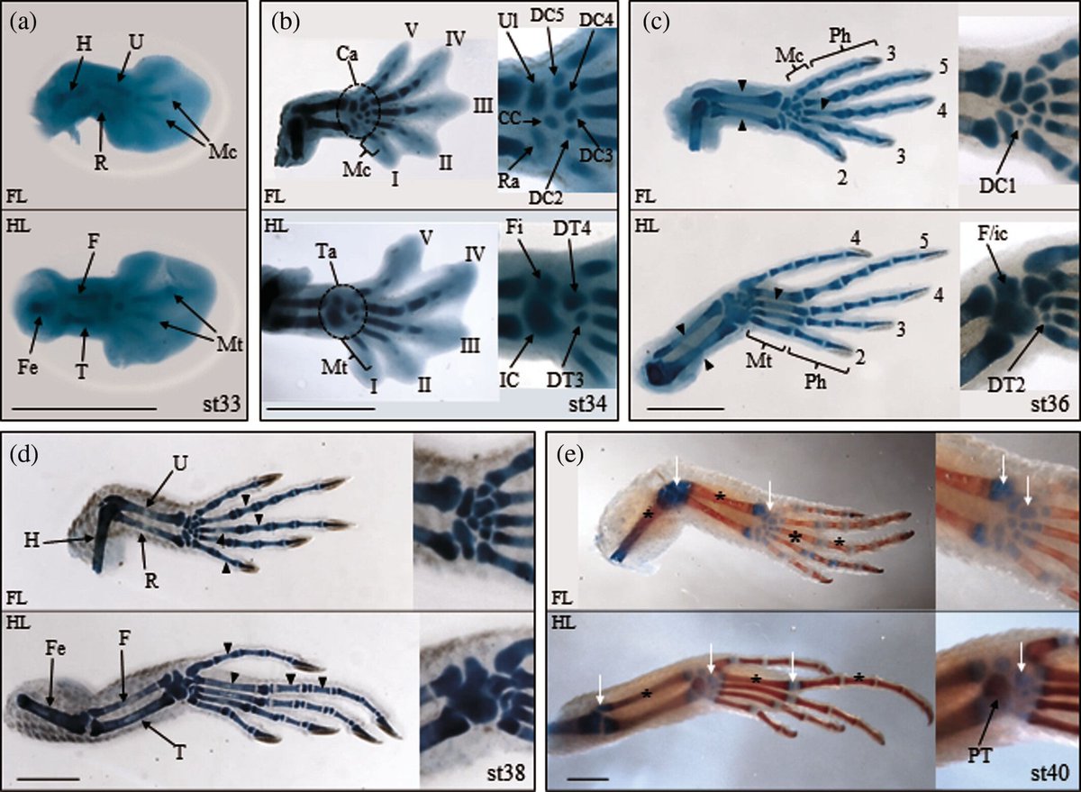 In the southern bunchgrass lizard (Sceloporus aeneus), egg size &amp; volume correlate with embryonic stage. Researcers defined 11 stages—mainly by limb shape &amp; pigmentation—linking growth to development.
Antonio-Rubio et al.: anatomypubs.onlinelibrary.wiley.com/doi/10.1002/ar…