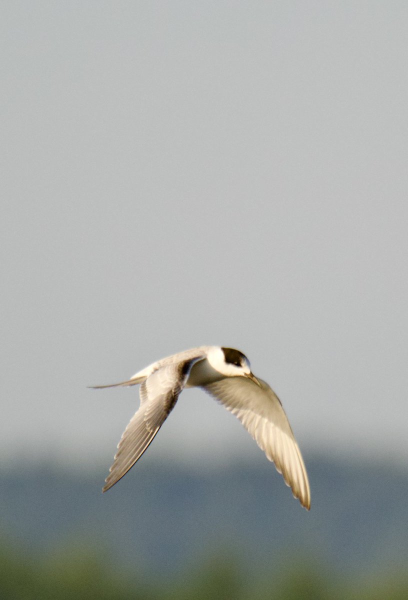 TimTim292's tweet photo. Common Terns (50+) Exe Estuary by the Turf Exminster Devon @_BTO @RSPBbirders @BirdTrack @Britnatureguide @SEDwildlife #CommonTern #Exeter https://t.co/5Awthj5Qoz