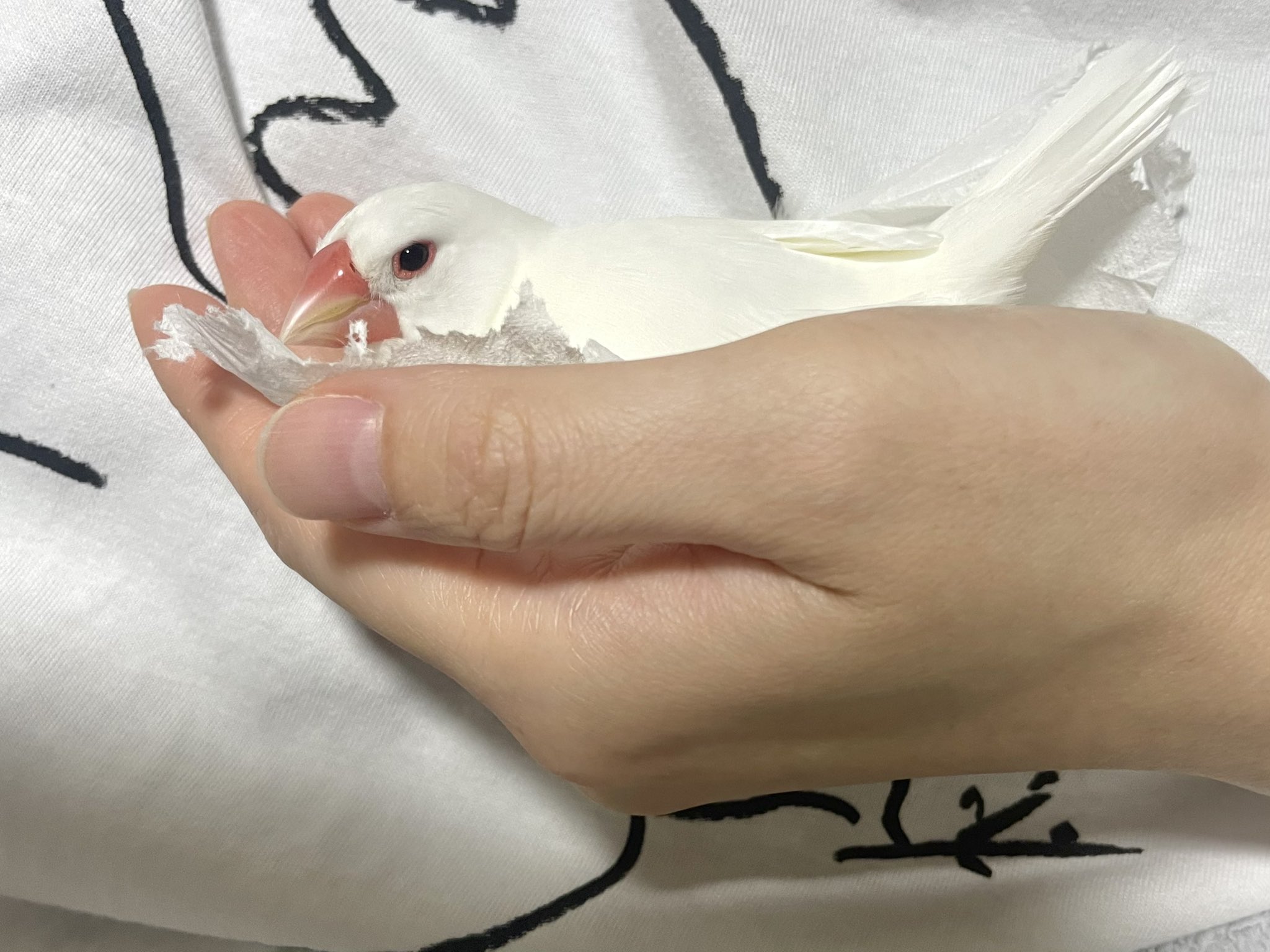 白鷗【小鳥＝羽虫無心】肉質画 I reconstructed the kitten's