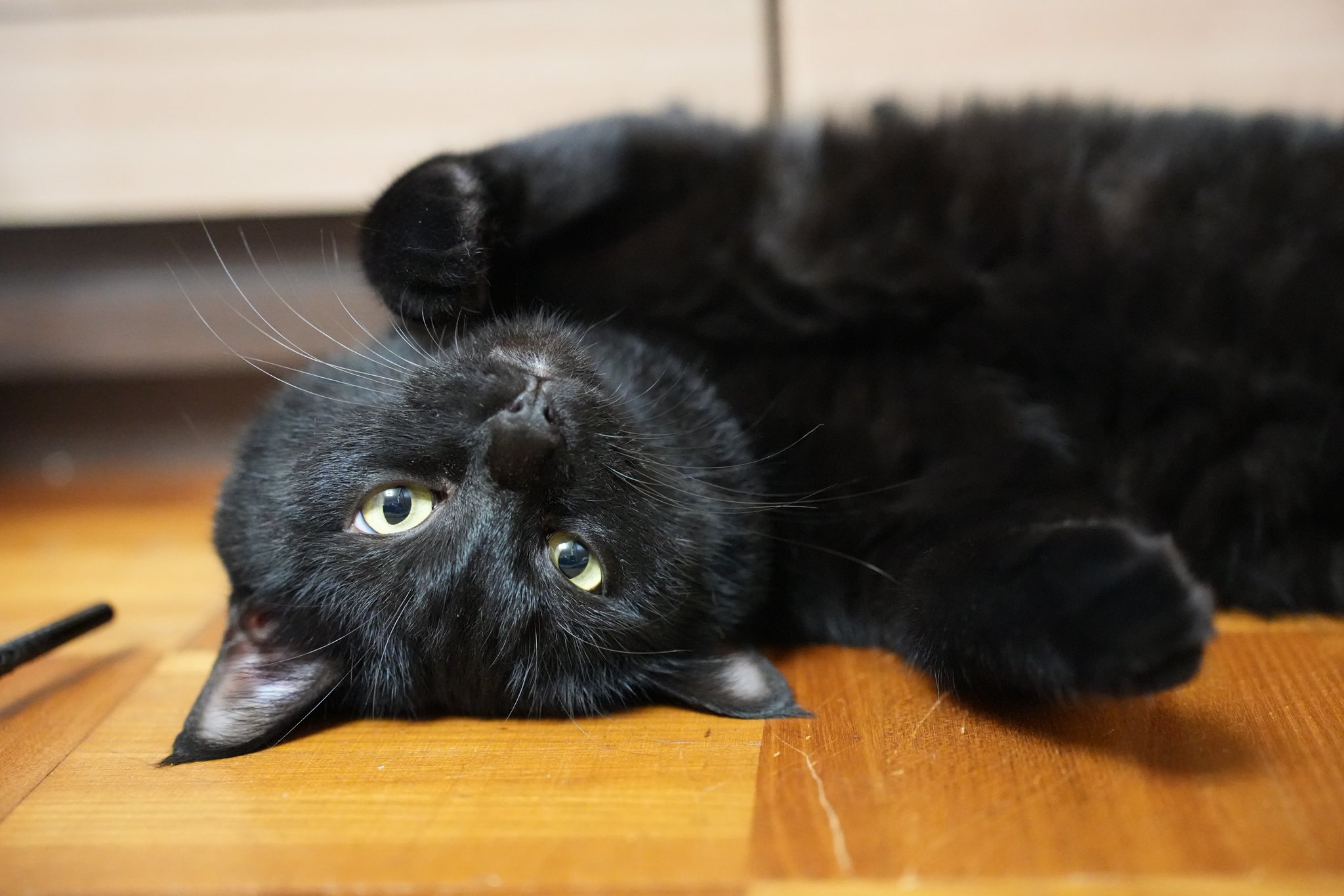 黒猫 黒猫 on X: 