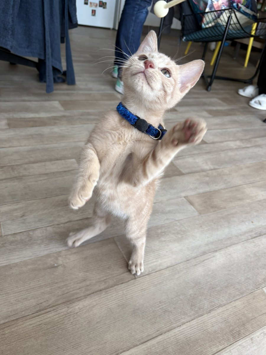 Fannymo29's tweet photo. Mon premier fils, mon mimou, je vous présente Ace, le petit prince https://t.co/lGVCCaPc3z