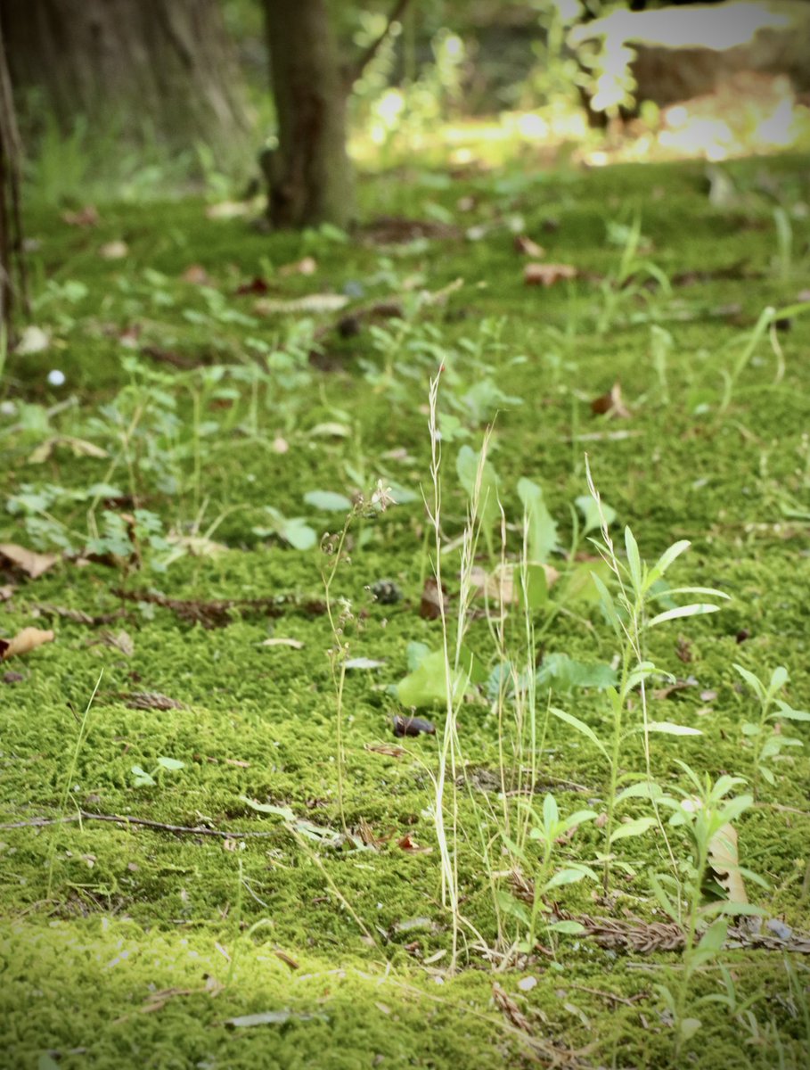 夏の緑はやっぱり涼しい🌿,,

#写真好きな人とつながりたい #カメラ好きな人と繋がりたい #写真撮ってる人と繫がりたい #写真で伝えたい私の世界 #キリトリセカイ #夏 #緑