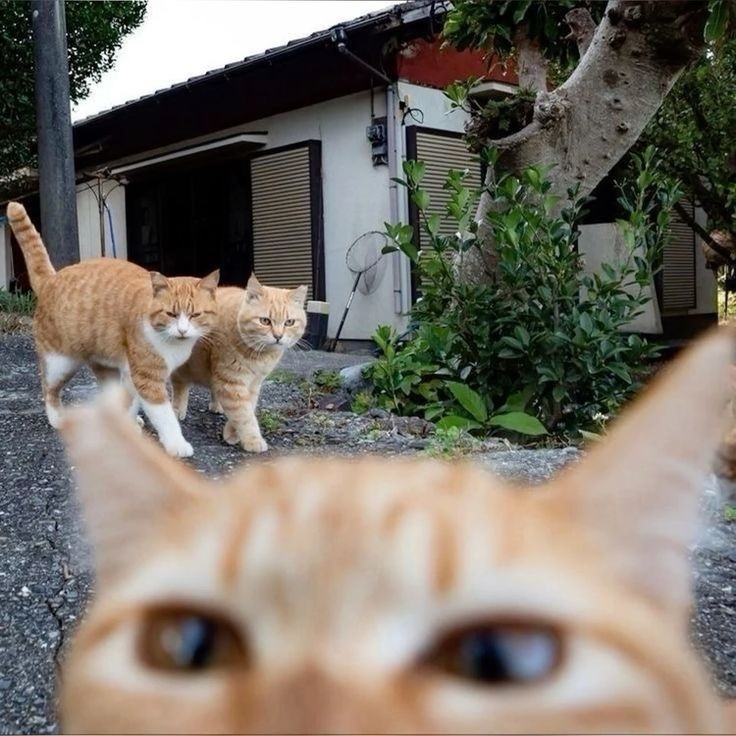 lined cats (@linedcats) on Twitter photo 