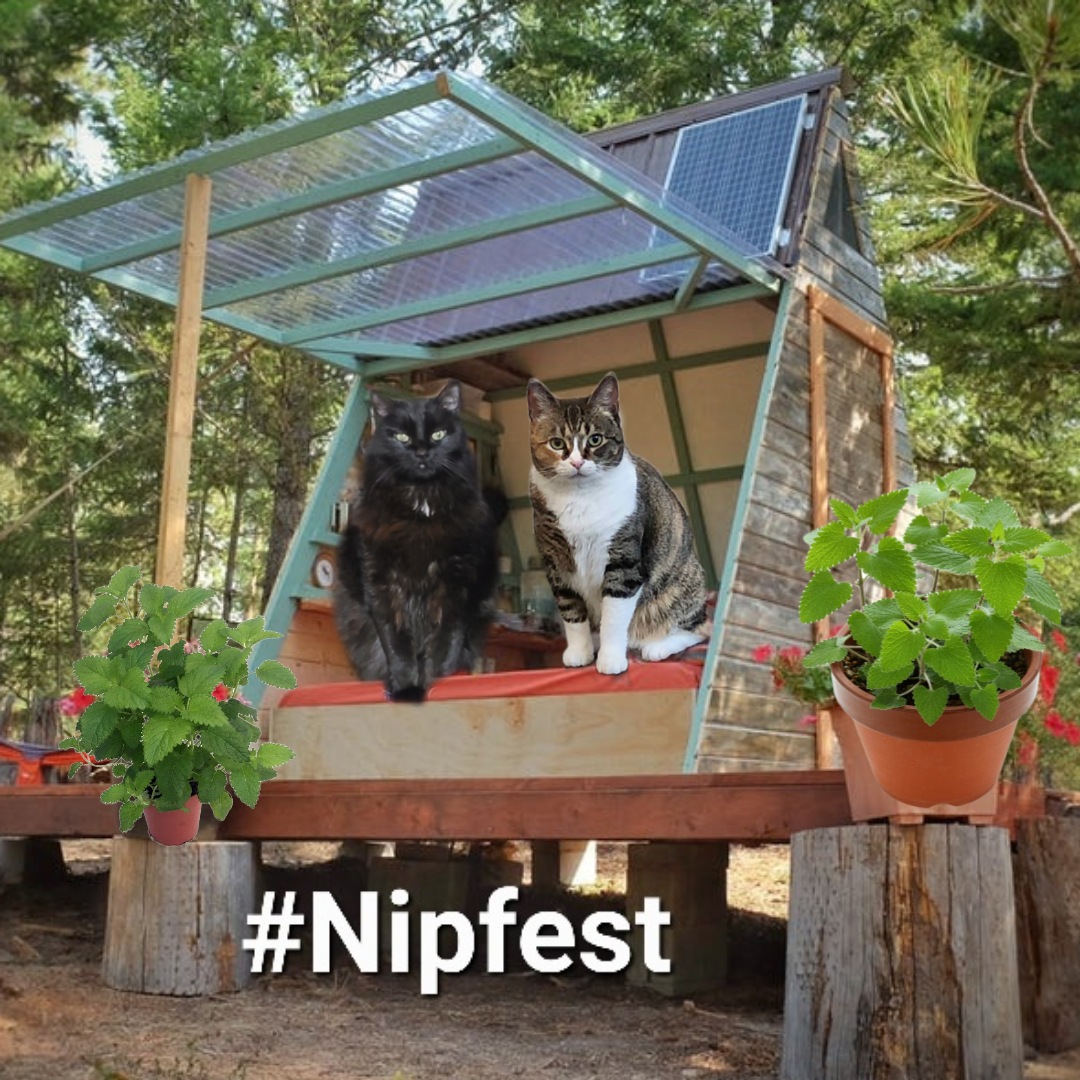 Hekili&Ranger & Lynn Riemer. ππππ (@hibiscuslynn) on Twitter photo Heliki and Marla <a href="/MightyHuntress1/">The Mighty Huntress</a>
finds their cozy hideaway. Stuffs all the boxes of churus in the back. Hekili: I think we should have got a bigger placeπΉπΉ
#Nipfest2025
#NaughtyPetsClub Heliki and Marla <a href="/MightyHuntress1/">The Mighty Huntress</a>
finds their cozy hideaway. Stuffs all the boxes of churus in the back. Hekili: I think we should have got a bigger placeπΉπΉ
#Nipfest2025
#NaughtyPetsClub