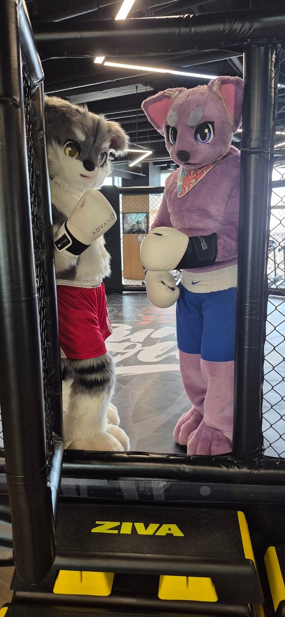 Come in. You will be the next challenger. 🥊😼
#FursuitFriday