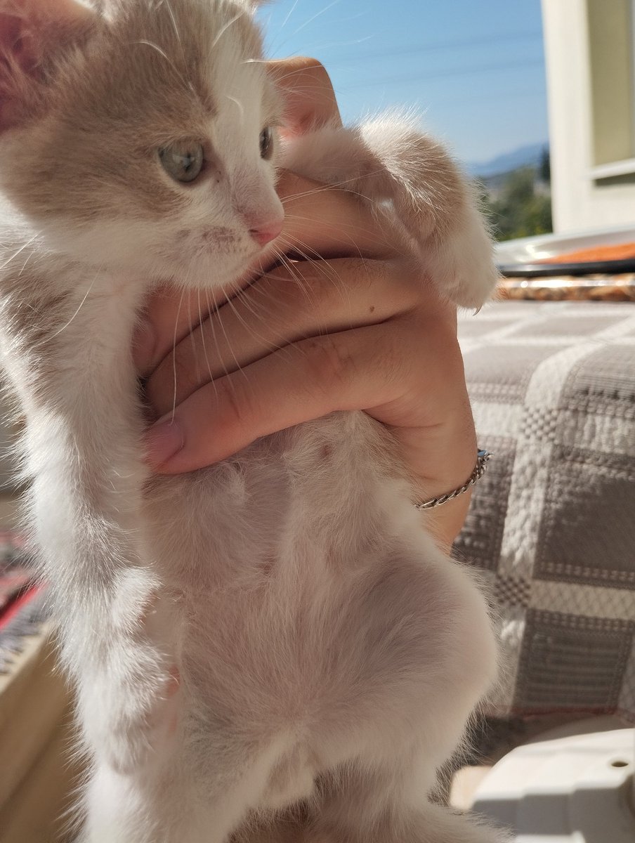 KAFAYA BAK GOZLERE BAK PATİLERE BAK BURNA BAK KULAKLARA BAK BİYİKLARA BAK KAŞLARA BAK GÖBÜŞE BAK SENİN ADİN NE OLSUN YAWWWW😭🥹