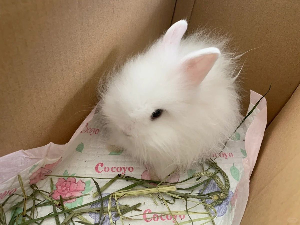 Bunnies (@bunnies) on Twitter photo 