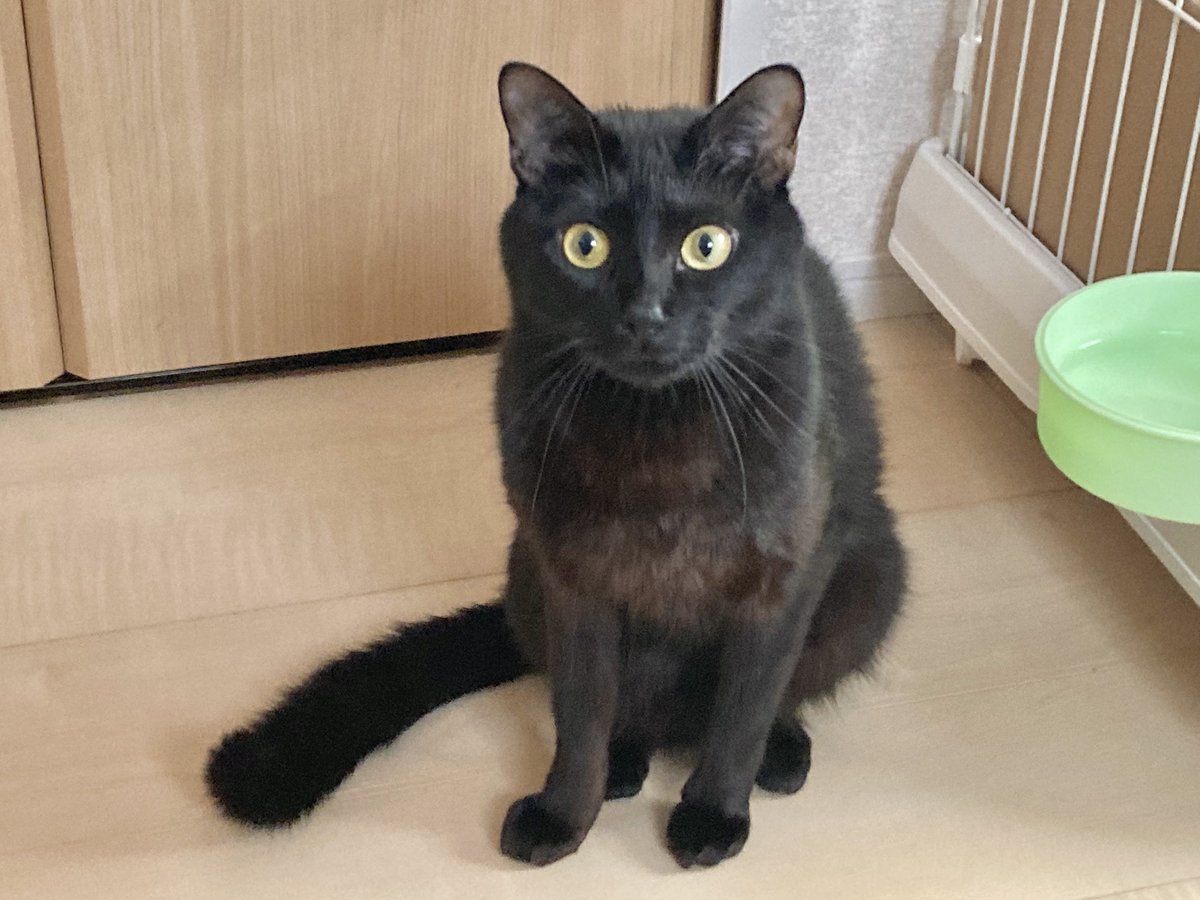 冷静を装ってるけどしっぽが太くなっちゃってるおれ
#黒猫