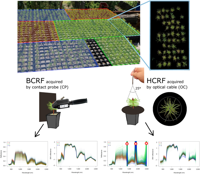 Hyperspectral reflectance is a game-changer for tree breeding! We tested leaf and canopy methods on 1,788 Scots pine seedlings, achieving up to 83% accuracy in predicting populations. #HyperspectralPhenotyping 
Details: doi.org/10.34133/plant…