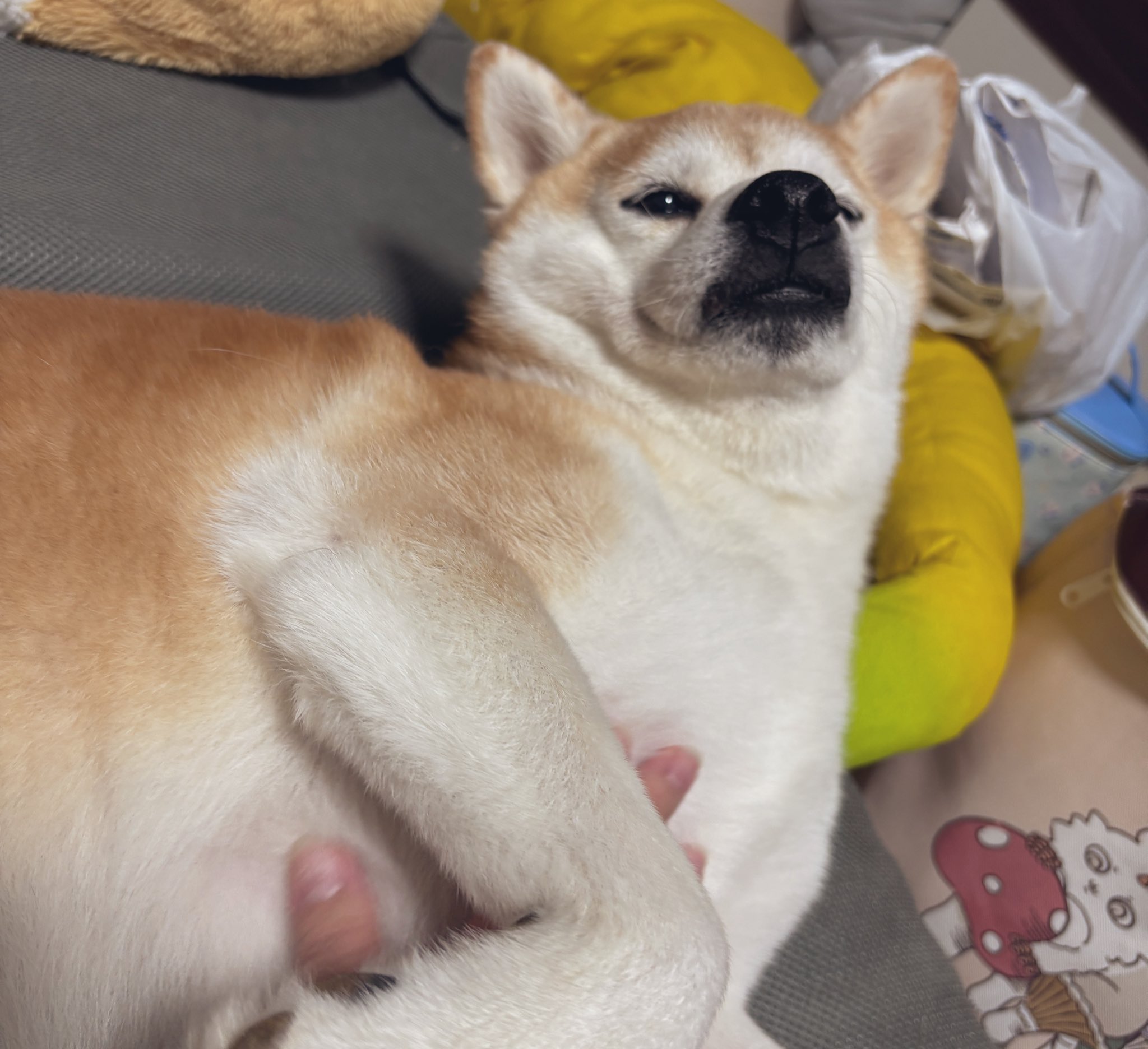 愛犬@ 楽天市場】ペットカート クッション あごのせ 犬 カート