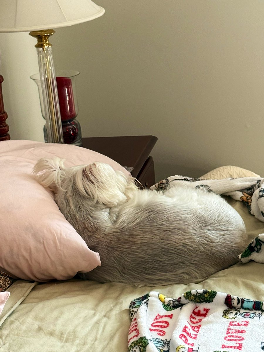 UKWildcatgal's tweet image. Sugar laid up without a care in the world. 🐾🩷😆 #SchnauzerGang