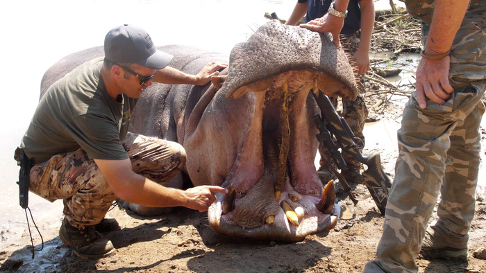 SPORTSMANchnl's tweet photo. Follow Chase as he darts a rhino in South Africa then travels to Zambia to hunt a hippo.
Chasing The 29 / SATURDAY AT 10 PM ET.
#ITSINOURBLOOD #outdoors #hunting #rhino #southafrica #hippo #africanhunting https://t.co/Bxx1CbKEAr