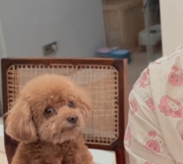 꼼데 미친거아냐 너무 귀여워