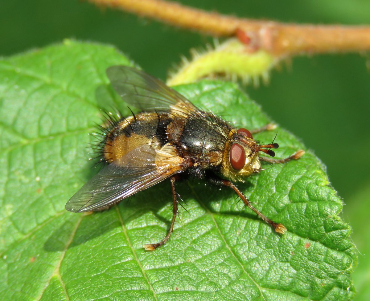 Steven Falk tweet media