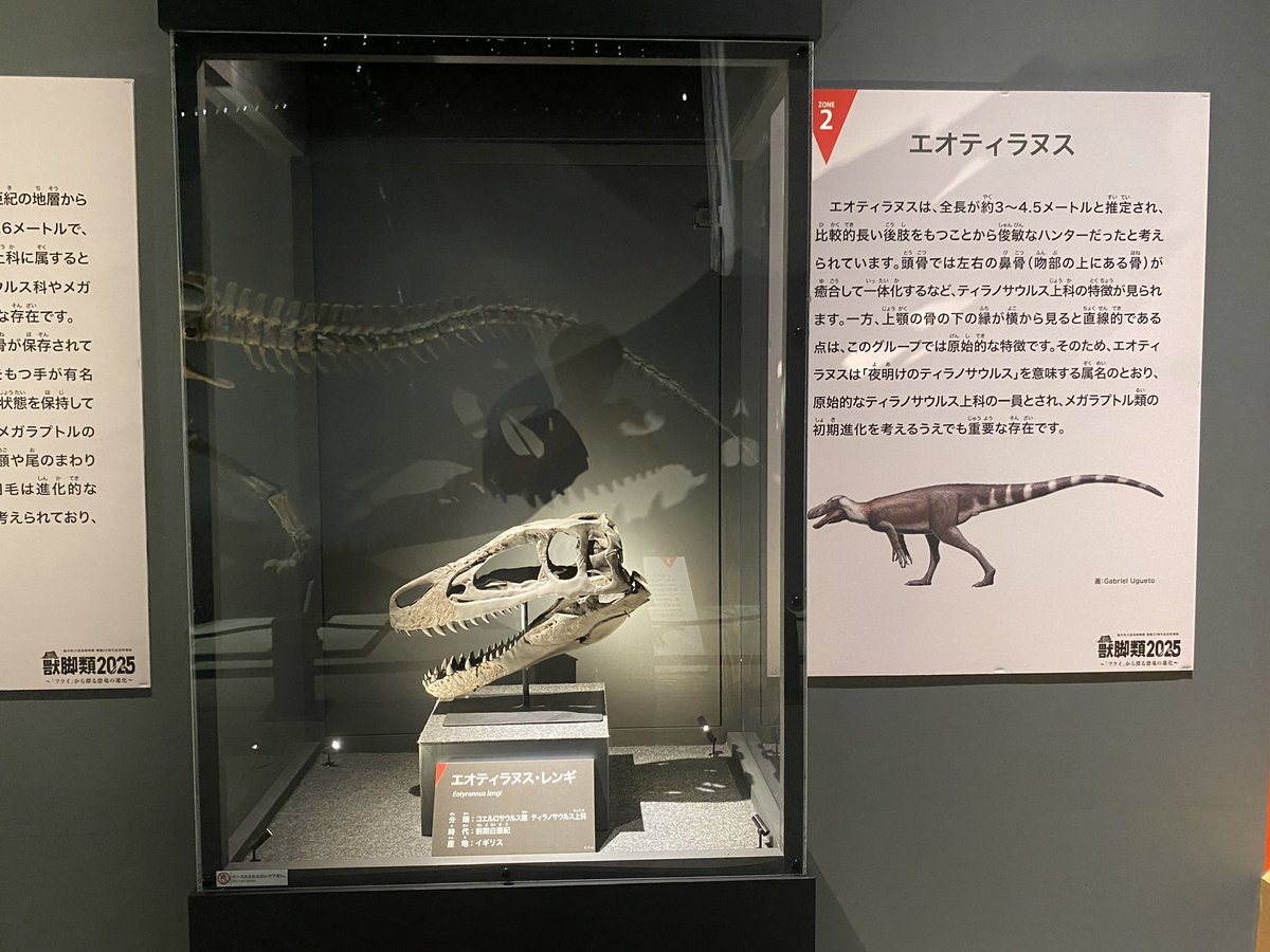 uoichiba1027's tweet image. #FossilFriday 
数年前に初公開されたエオティラヌス先輩。

当時は特別展のオマケ的な展示だったので図録にも載ってませんが、今回はしっかりと展示解説されてます。

この種の立体的に復元された頭骨標本はこれだけ(のはず😅)