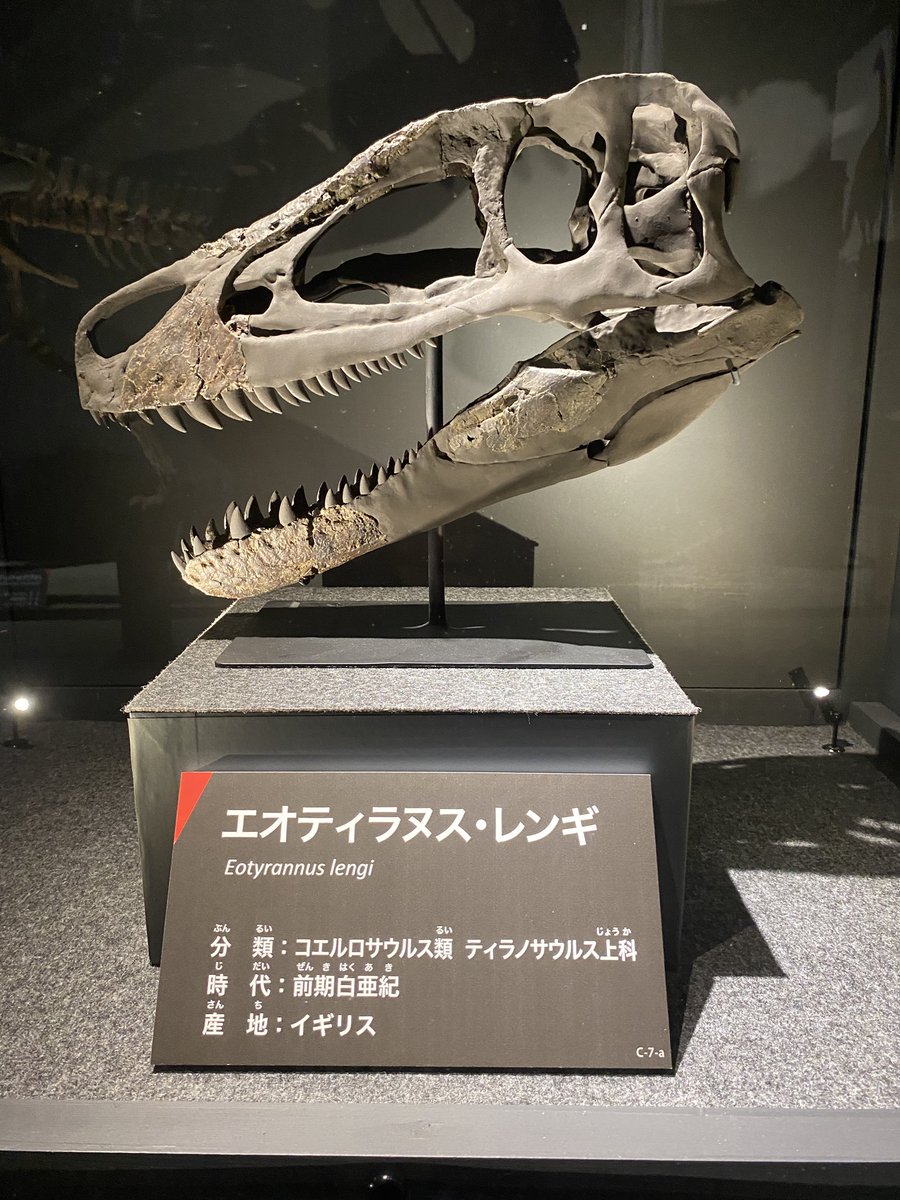 uoichiba1027's tweet image. #FossilFriday 
数年前に初公開されたエオティラヌス先輩。

当時は特別展のオマケ的な展示だったので図録にも載ってませんが、今回はしっかりと展示解説されてます。

この種の立体的に復元された頭骨標本はこれだけ(のはず😅)
