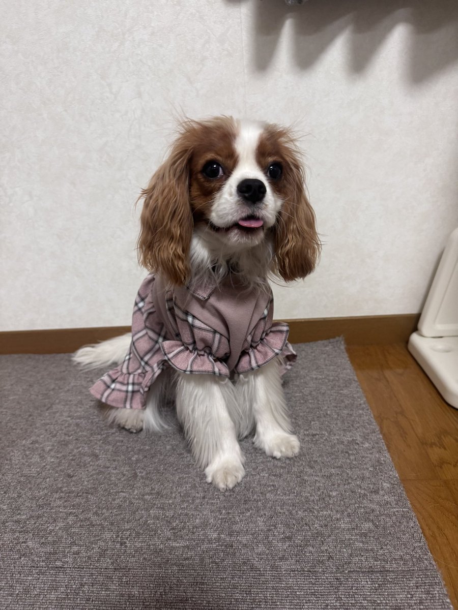 aimay118's tweet photo. 今日のるいちゃん😊
先日イベントで頼んだお洋服が届きました‼️
撮影会頑張ってもらいましたぁ😆💕💕💕
#今日のるいちゃん
#かわいい
#WONLIFE https://t.co/6cnZN5druA