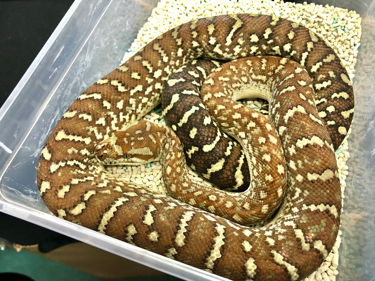 miyanosyouten's tweet image. 今日もUKPYTHONS便オーダーに伴い来客有り難いです。
SNSで承認欲求の為の消費?
投資目的の購入⁇
やっぱ好きに勝るものは有りませんね^_^
好きでやってる方はずっと続けてますが金で始めた方は辞める(泣)
動物業有る有るですね。
#ukpythons #カーペットパイソン #セントラルパイソン