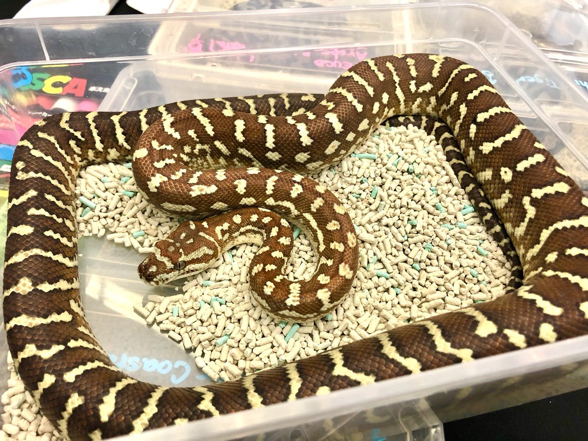 カーペットパイソン洋書 動植物関連書籍 ＞ 爬虫類 ＞ ヘビ ＞ ボア・パイソン ＞ 完璧な
