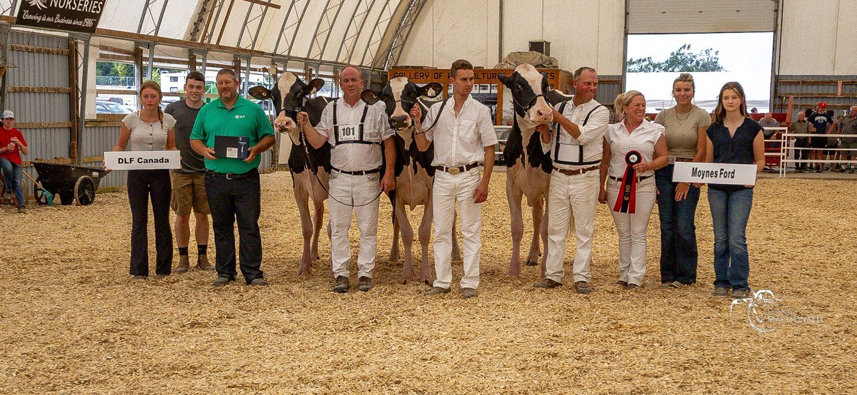 Big cheers to the 400+ Holsteins, Jerseys  and 4-H participants at the Ontario Summer Show!  DLF was proud to sponsor the Breeder Herd Award and help keep exhibitors fueled with straw and refreshments all week. 🐮#SummerShow2025 #DLFSeeds #DairyPride #4HCanada #BreederHerdAward