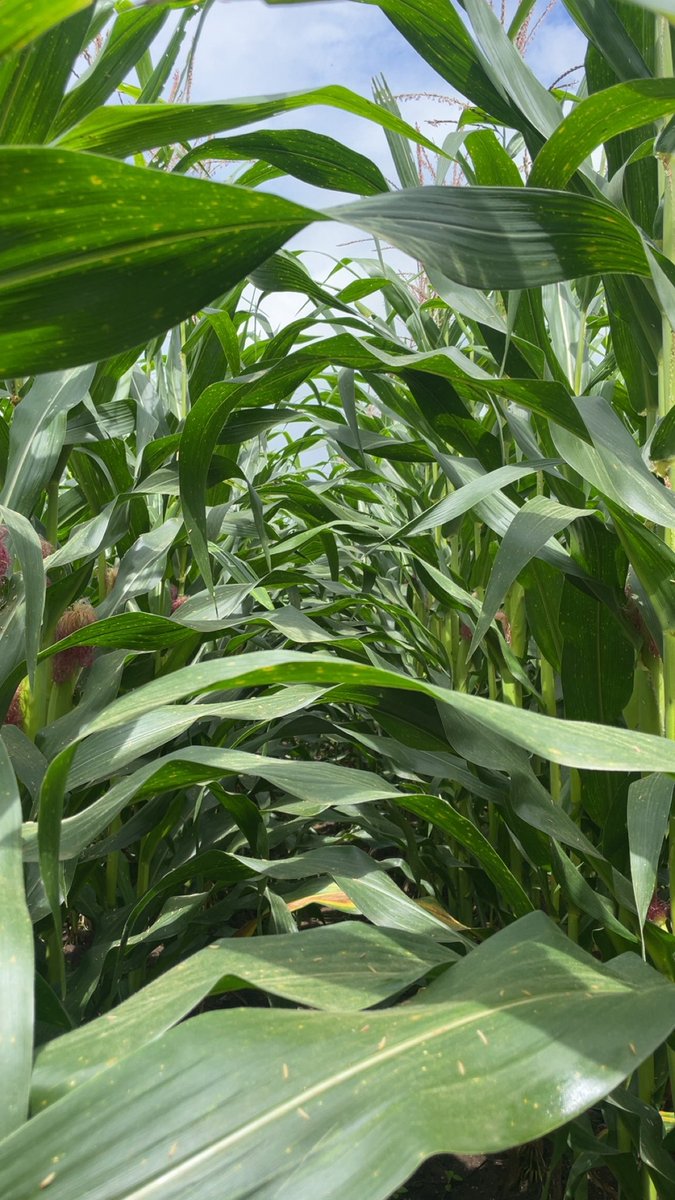uttejreddyk's tweet photo. Walking the fields..right in the heartland of India’s Corn City 🌽- Chhindwara, Madhya Pradesh
#CornCity #Chhindwara #MadhyaPradesh #CornBreeding #PlantBreeding #CropScience #HybridMaize https://t.co/qdTW8bqNYV