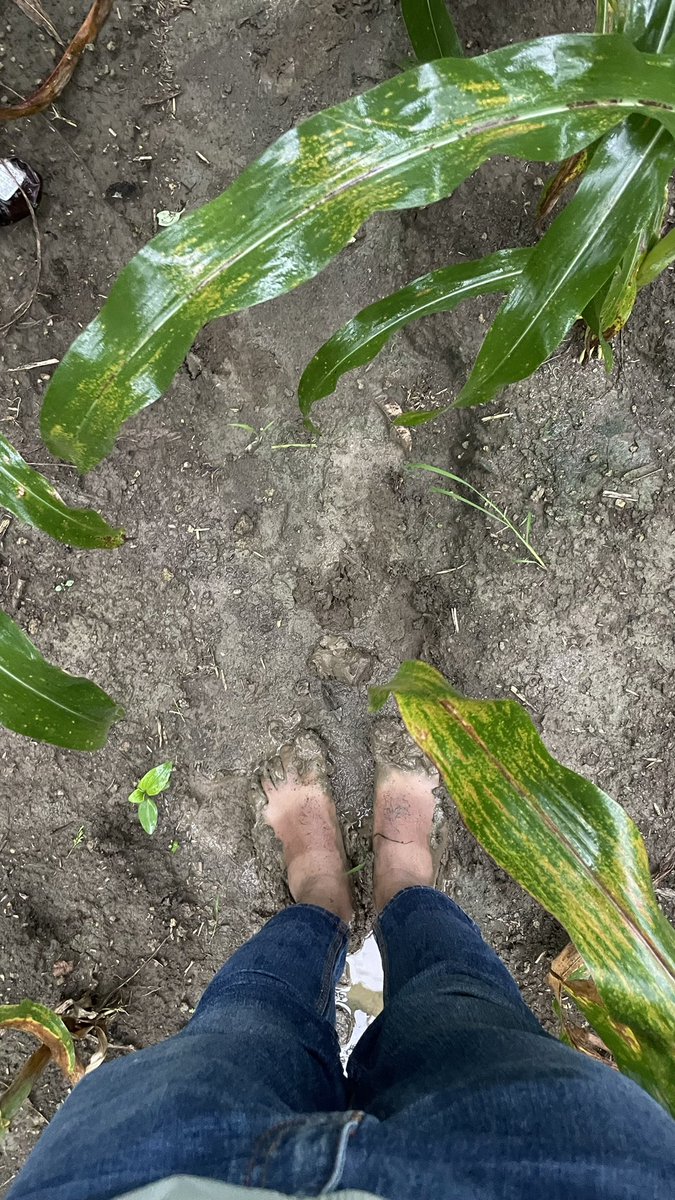 uttejreddyk's tweet photo. Walking the fields..right in the heartland of India’s Corn City 🌽- Chhindwara, Madhya Pradesh
#CornCity #Chhindwara #MadhyaPradesh #CornBreeding #PlantBreeding #CropScience #HybridMaize https://t.co/qdTW8bqNYV