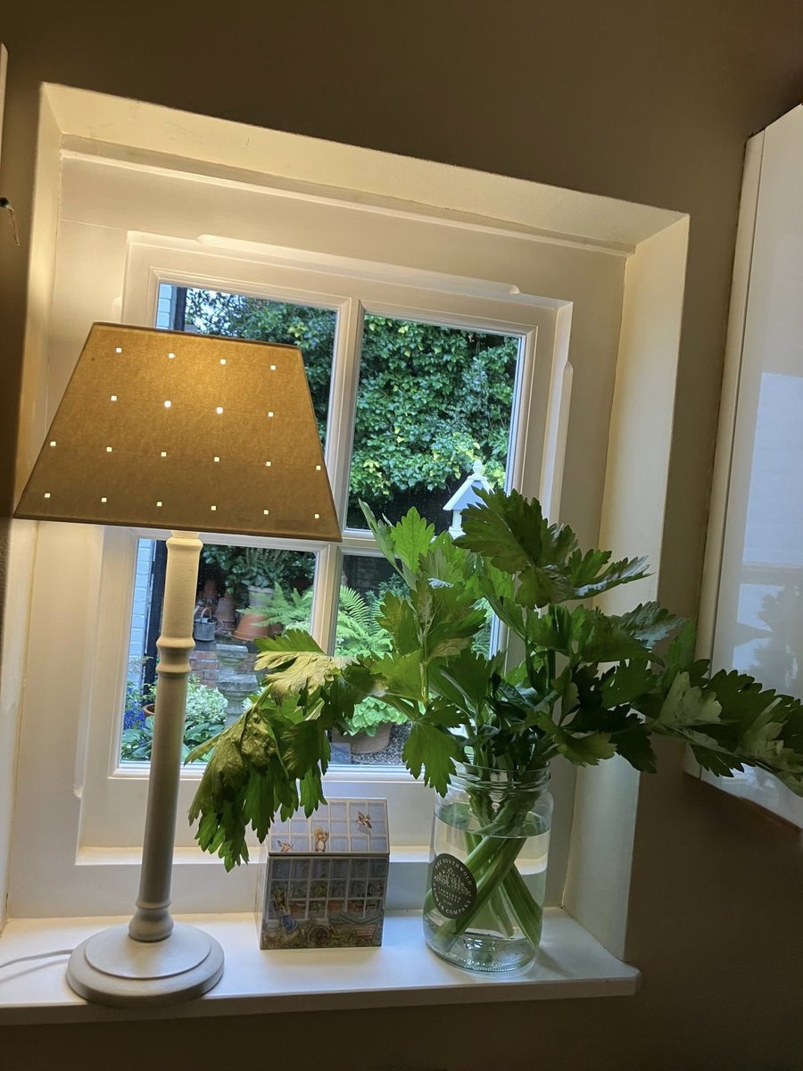 tjd19's tweet image. brazen plagiarism on my part 😉 displaying the fabulous celery leaves from our plot...sincerest form of flattery and all that 😉💞🌱 #plot24