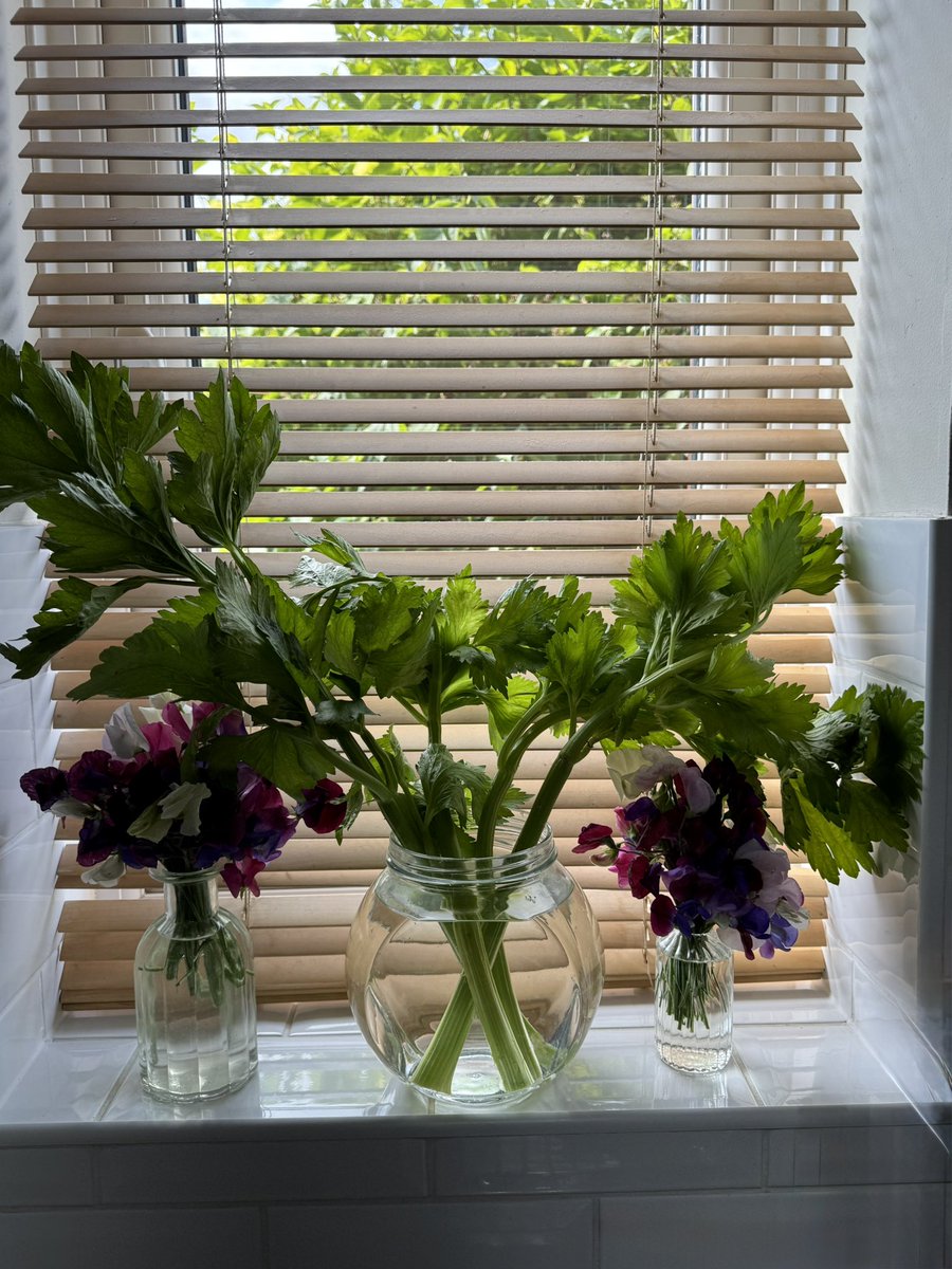 tjd19's tweet image. brazen plagiarism on my part 😉 displaying the fabulous celery leaves from our plot...sincerest form of flattery and all that 😉💞🌱 #plot24