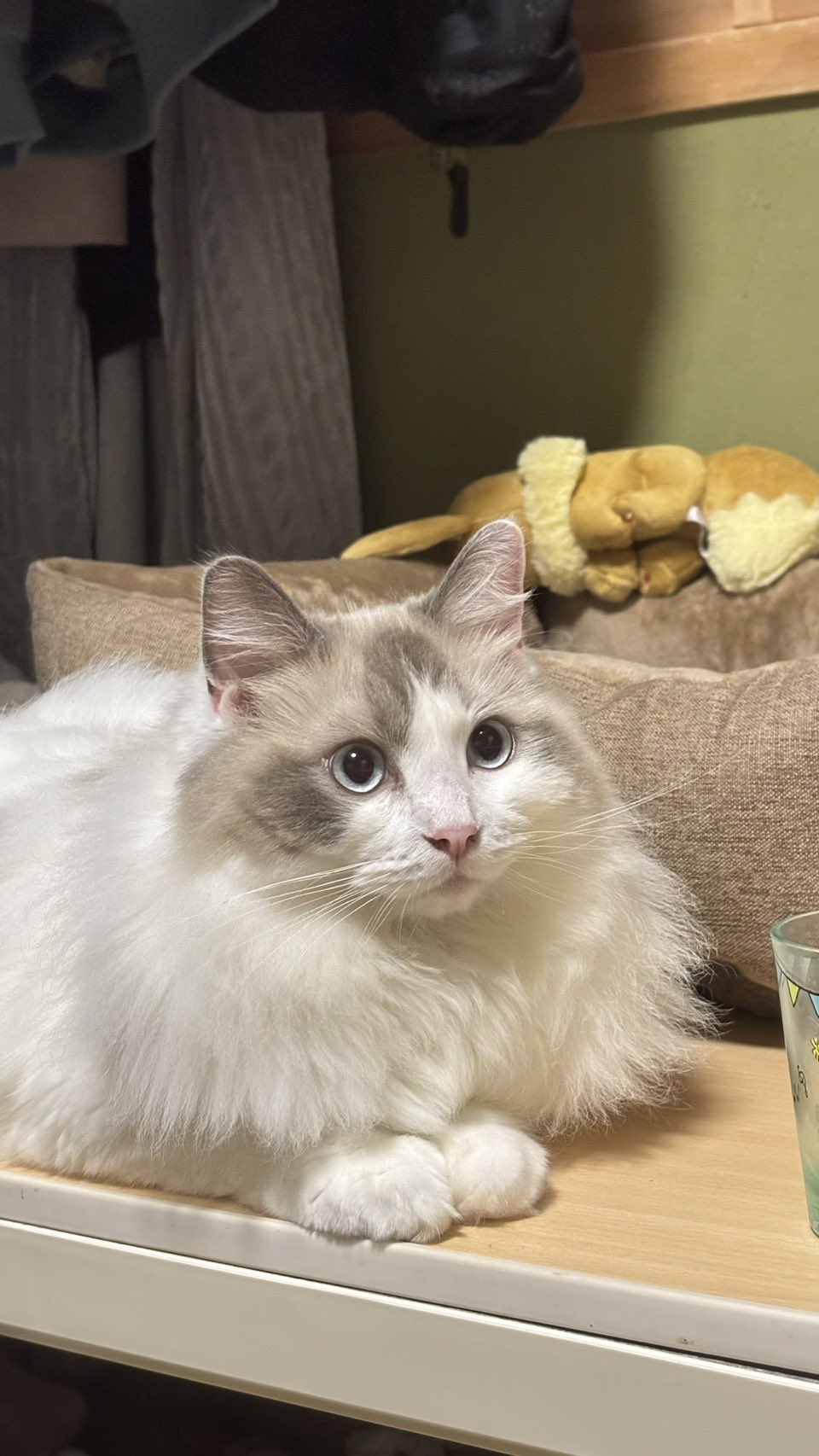 変な猫=^w^=  壁かべ on X: 
