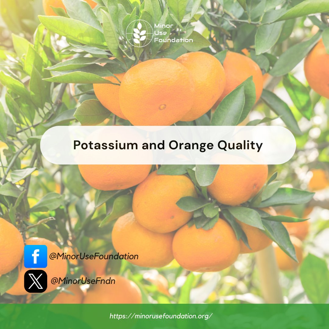 MinorUseFndn's tweet image. Potassium: Enhancing Orange Sweetness
Recent research from Huazhong Agricultural University reveals that optimal potassium levels (1.5% in fruit pulp) significantly boost fruit weight, yield, and sucrose content in Newhall navel oranges. #PotassiumInFarming #MinorUseFoundation