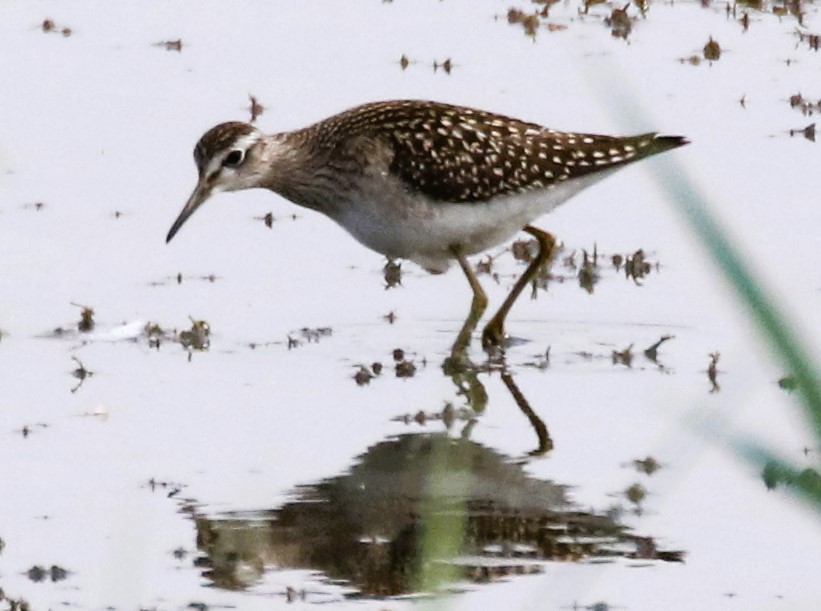 Wood Sandpiper at Summer Leys this morning was quite a challenge getting a shot between the reeds. #Northantsbirds <a href="/bonxie/">Mike Alibone</a> @NatureUk #TwitterNatureCommunity <a href="/Natures_Voice/">RSPB</a> <a href="/wildlifebcn/">The Wildlife Trust for Beds, Cambs & Northants</a>