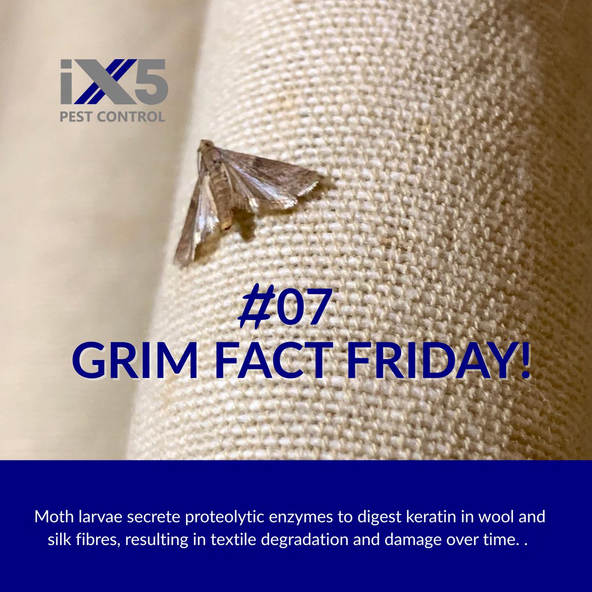 Grim Fact #7: Moth larvae secrete proteolytic enzymes to digest keratin in wool and silk fibres, resulting in textile degradation and damage over time. #GrimFacts #PestControl
