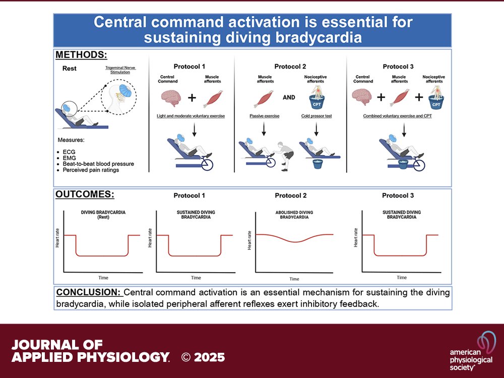 Research Article by <a href="/msousaraujoo/">Marcela</a> et al. (<a href="/lauro_vianna/">Lauro Vianna</a> <a href="/unb_oficial/">UnB</a>) Central command activation during #exercise is an essential mechanism to sustain #diving #bradycardia
ow.ly/Xzq850WzCqQ