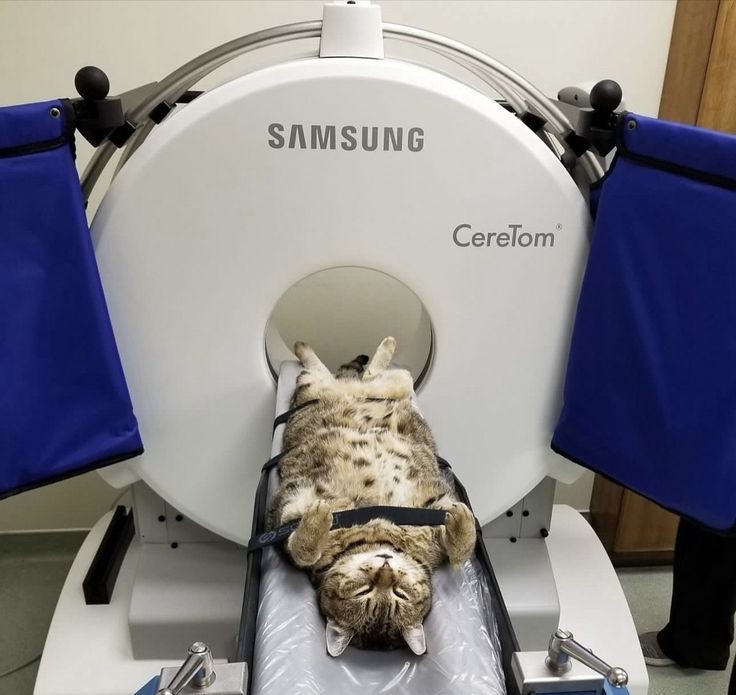 Cat scan