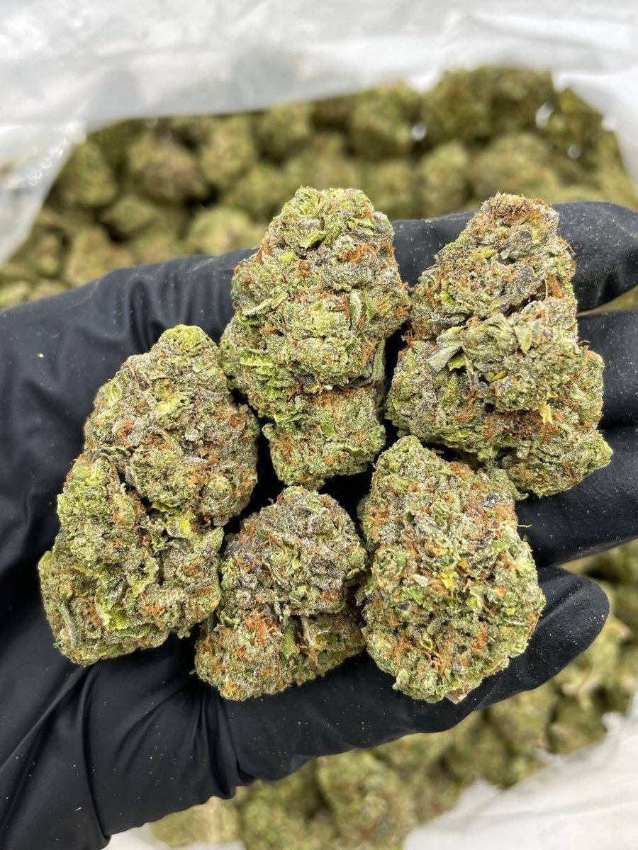 XoticsMenu's tweet image. Rainbow Mochi indoors
——————————————————
Purple sticky rainbow gelatos crossed with white mochi! Great structure and cure with a fire nose and bag appeal 💣

📦$1400 P
📦$1350 5+
📦$1300 10+
📦$1250 25+
📦 50+ 📲
——————————————————
📍 Intown - $1200📍
📲 DM for TP 🧻 + Bulk 🏋️