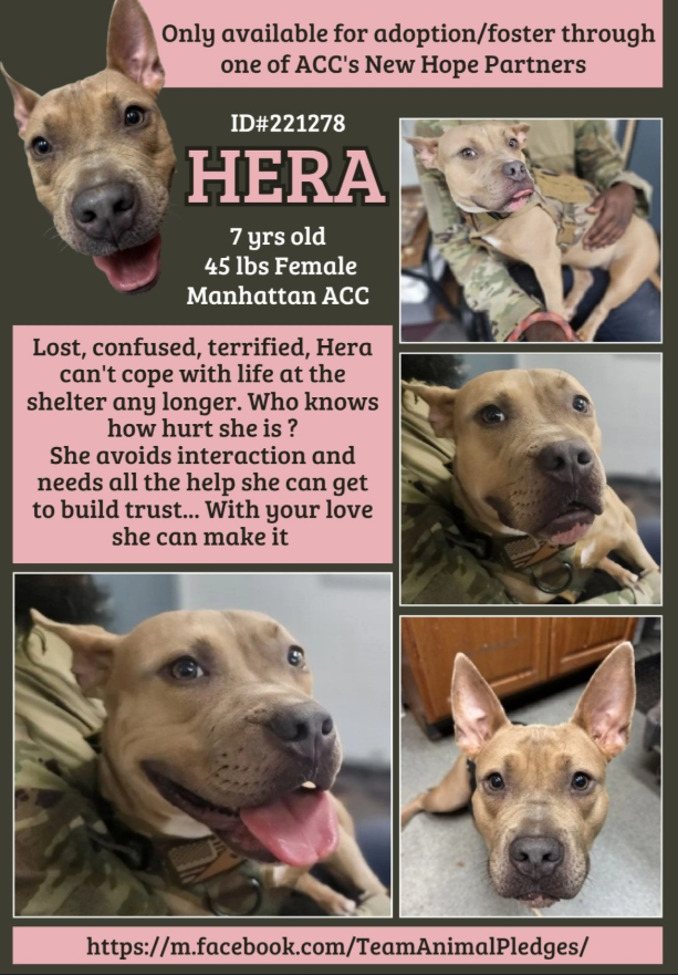 NMHP (@nmbewitched) on Twitter photo Hera😢
New Intake #NYCACC
nycacc.app/#/browse/221278
#RescueOnly #FosterMe #Pledge4Rescue
<a href="/DogsonDeploymnt/">Dogs on Deployment</a> We have another soldier that was called to an immigrant center that had to leave their dog behind.
Hera loved her Mommy
She did nothing wrong, her Mommy is a Hero Hera😢
New Intake #NYCACC
nycacc.app/#/browse/221278
#RescueOnly #FosterMe #Pledge4Rescue
<a href="/DogsonDeploymnt/">Dogs on Deployment</a> We have another soldier that was called to an immigrant center that had to leave their dog behind.
Hera loved her Mommy
She did nothing wrong, her Mommy is a Hero