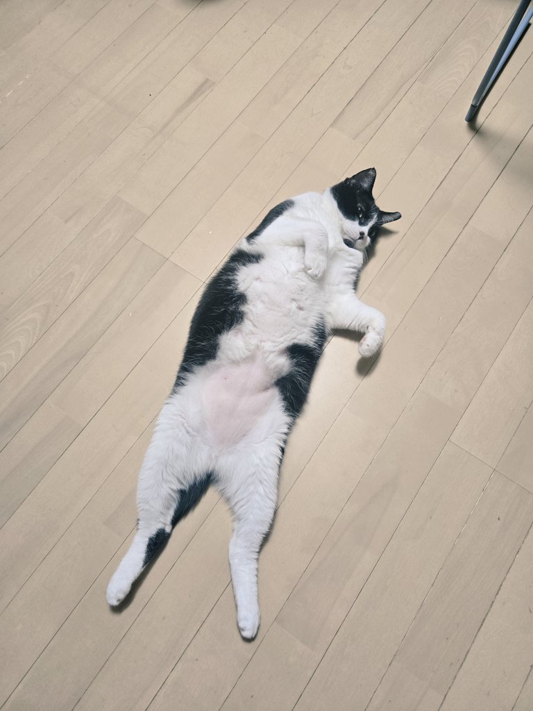 君は…ねこ...？