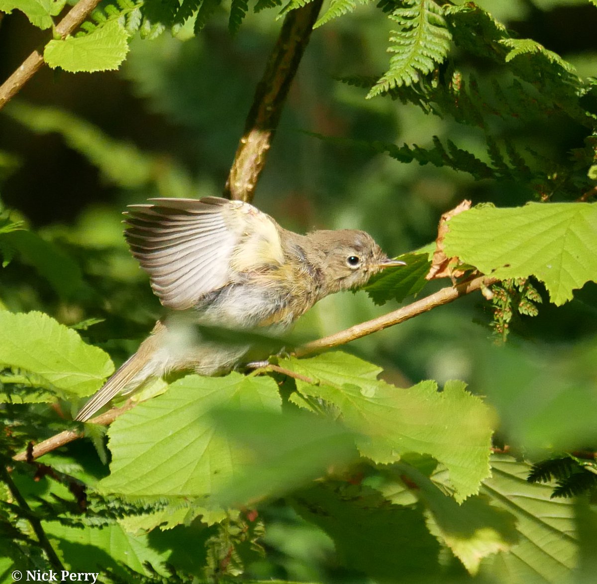 A chiffchaff about to take off into
#FlyDay 

#TwitterNaturePhotography 
#birdphotography #birding
#NatureBeauty 
#NatureTherapy 🏴󠁧󠁢󠁷󠁬󠁳󠁿