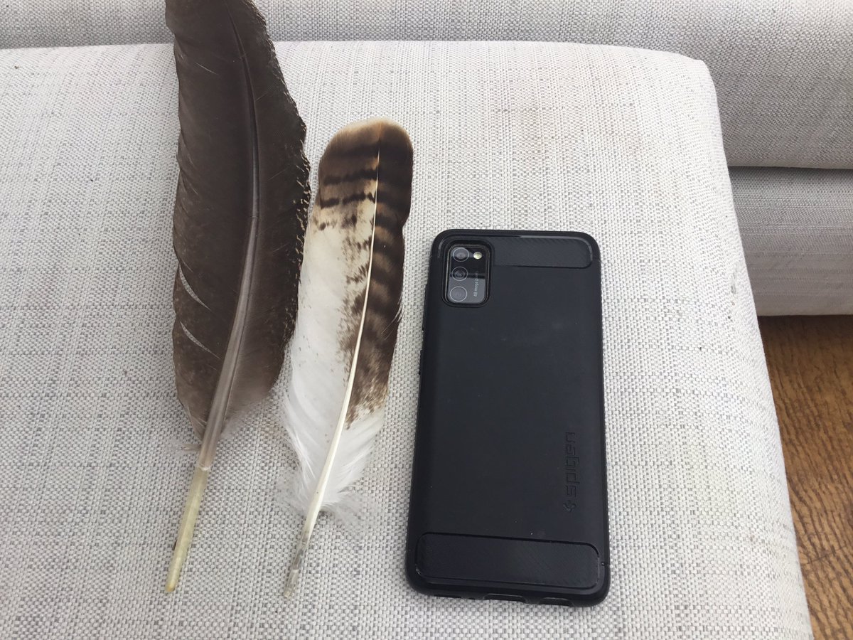 Hi All
Any thoughts on these two feathers or who might be able to confirm please?
<a href="/ellisethan/">Mark Lucas</a> <a href="/harris_sjh/">Sarah</a> <a href="/Jayward7/">Jay Ward Wildlife Photography</a>