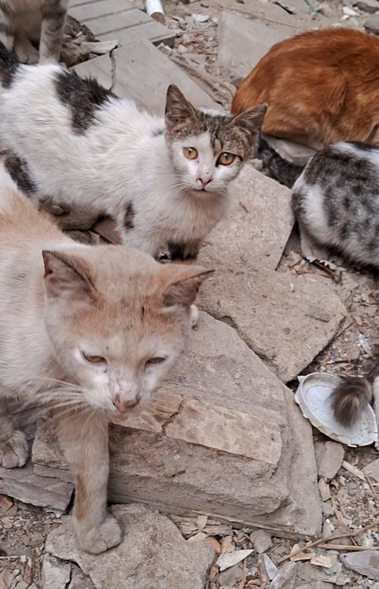 The area next to our area (El-Zaytoun) has been completely destr0yed, all the houses have been blown up, &amp; now all eyes are on our area. I'm talking to you now, &amp; the house is shaking from the force of the b0mbing. Unfortunately, now it is inevitable that my wife &amp; children will