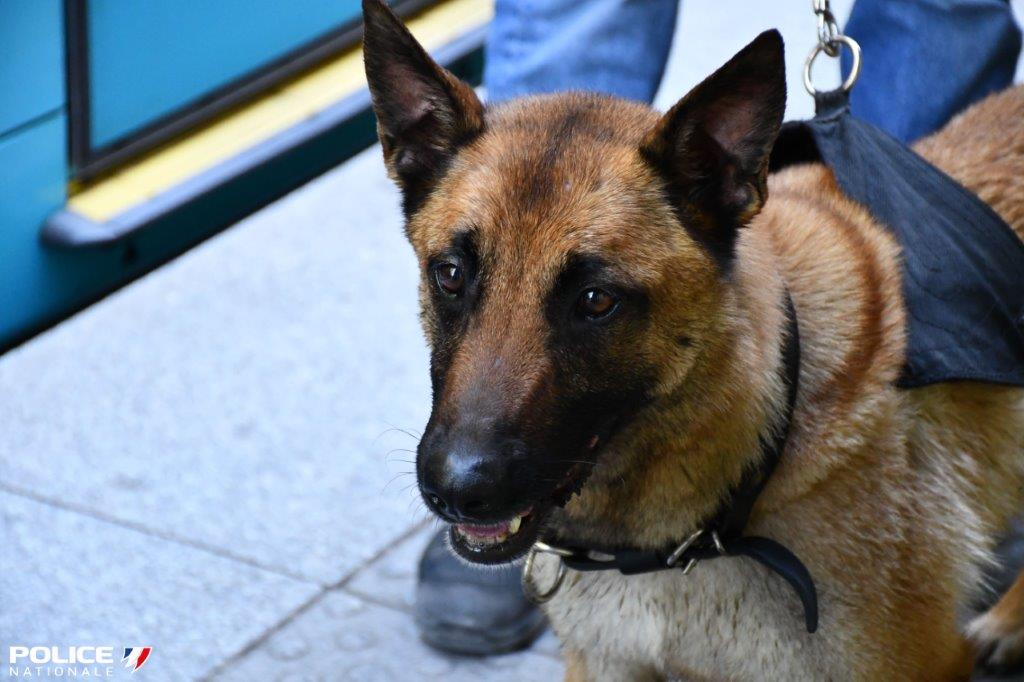 #JournéeMondialeDuChien| Parce que nous leur devons bien ça ! Une journée pour penser à nos meilleurs amis à 4 pattes.
Dans notre institution, les chiens ont une place importante et ils contribuent, eux aussi, à vous protéger.
Le bon moment pour simplement leur dire merci !
