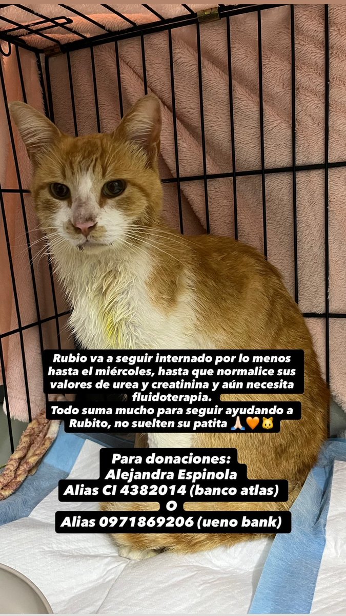 Rubio es un rescate que tiene insuficiencia renal y cistitis aguda. Está internado en Clinicat, abrimos una colecta para poder cubrir sus gastos de internacion, sus análisis y medicamentos🙏🏻 Apadrina a Rubito 🧡
<a href="/koalandeMichi/">Koa La Nde Michi 😺😸😽😼😻</a> rt porfa