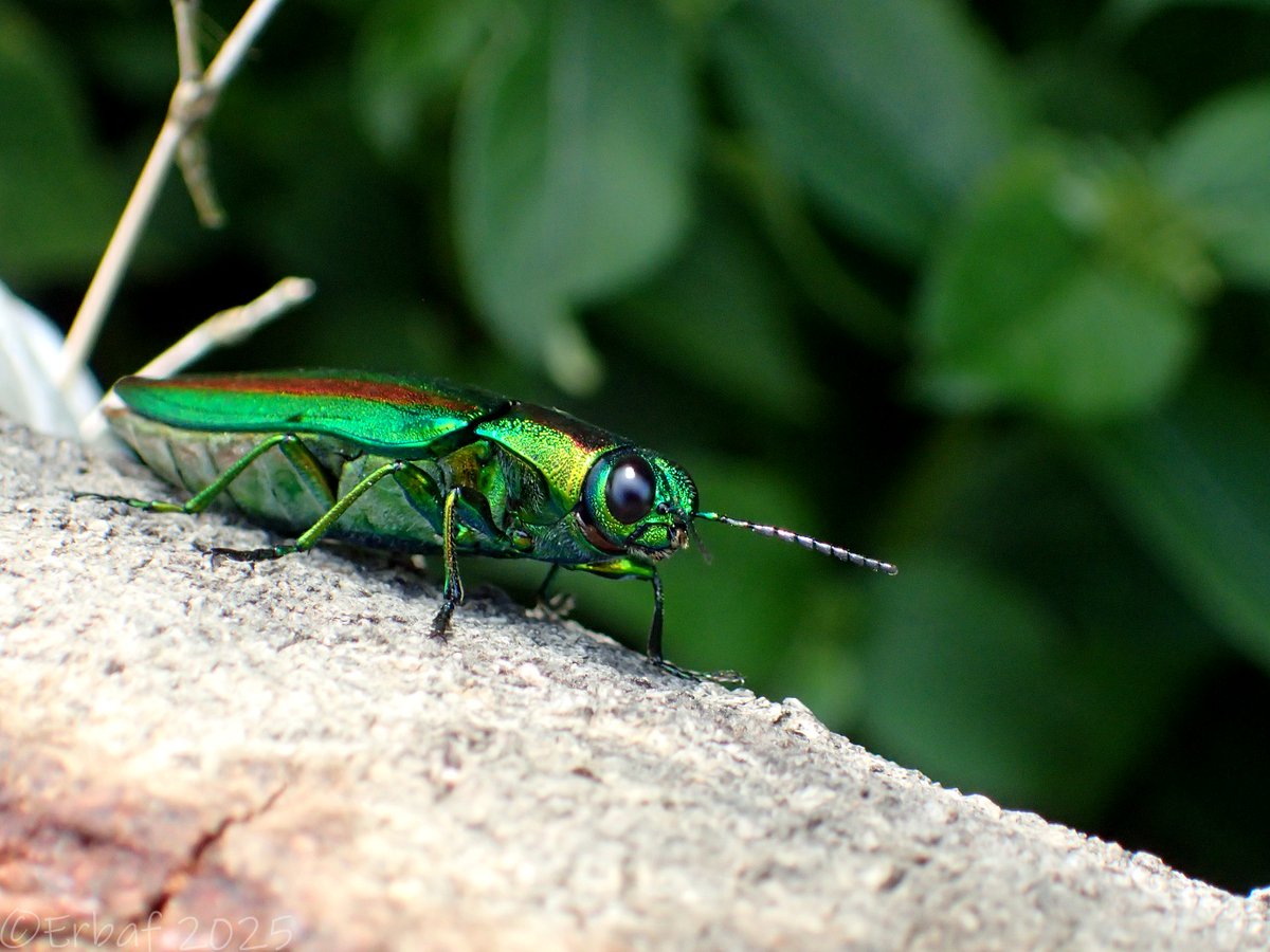 貝標本キキョウニシ（蓋付） 新品】貝 標本 キキョウニシ系？ 特美品